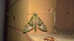 Xylophanes zurcheri