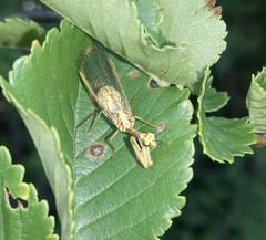 Mantispa aphavexelte