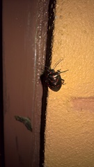 Rhyssocephala rufonotata