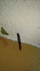 Lymexylidae