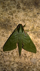 Xylophanes belti
