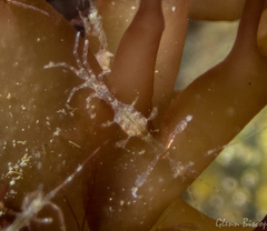 Phtisica marina