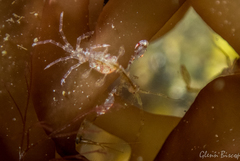 Phtisica marina