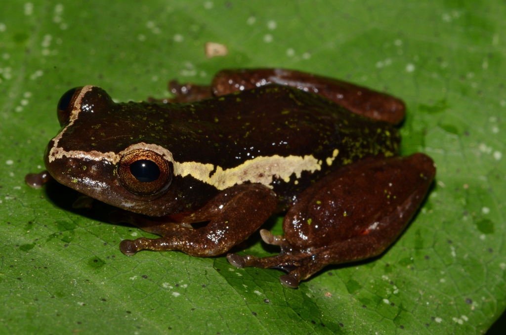 Benito River Reed Frog