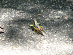 Dendrotettix quercus