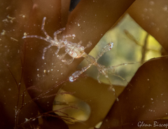 Phtisica marina