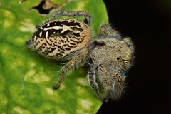 Phidippus texanus