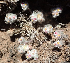 Helichrysum argyrosphaerum