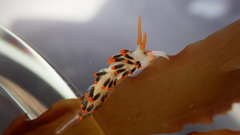 Diaphoreolis lagunae