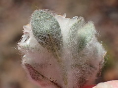 Helichrysum argyrosphaerum