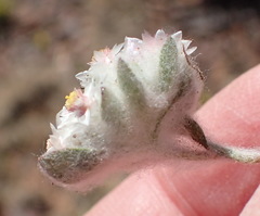 Helichrysum argyrosphaerum