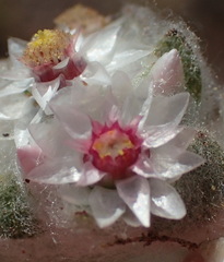 Helichrysum argyrosphaerum