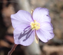 Heliophila trifurca