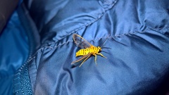 Isanthrene felderi