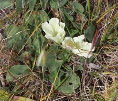 Calystegia subacaulis subacaulis
