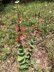 Penstemon murrayanus