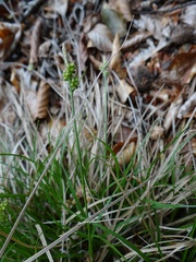Carex pilulifera
