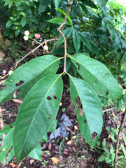 Syzygium polyanthum