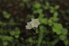 Chlorophytum tuberosum