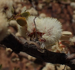 Albizia anthelmintica