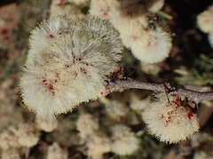 Albizia anthelmintica