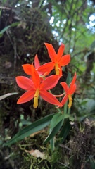 Prosthechea vitellina