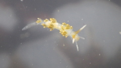 Diaphoreolis flavovulta