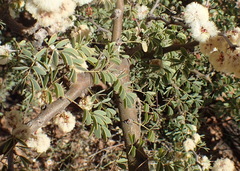 Albizia anthelmintica