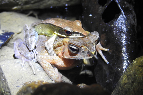 Celebes Frog, Hylarana celebensis