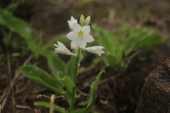 Chlorophytum tuberosum