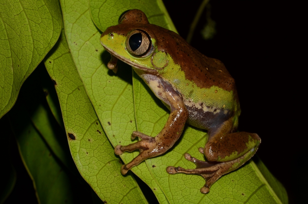 Common Forest Tree Frog