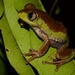 Common Forest Tree Frog - Photo no rights reserved, uploaded by Marius Burger