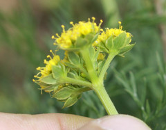 Lomatium caruifolium