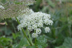 Peucedanum ostruthium