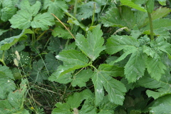 Peucedanum ostruthium