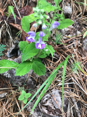 Scutellaria incana