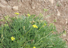 Lomatium caruifolium