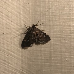 Diathrausta