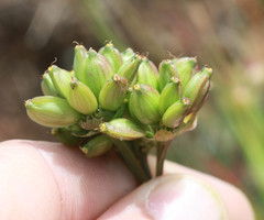 Lomatium caruifolium