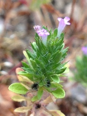 Pogogyne serpylloides