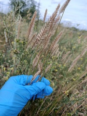 Agropyron cristatum