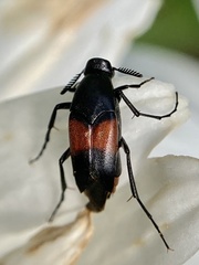 Macrosiagon cruenta