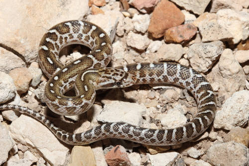 Glossy Snake