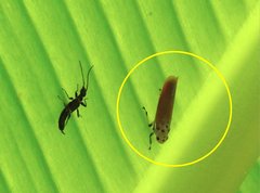 Bothrogonia ferruginea