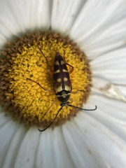 Typocerus velutinus