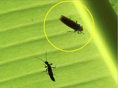 Bothrogonia ferruginea