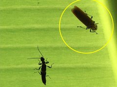 Bothrogonia ferruginea