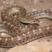Glossy Snakes - Photo (c) Michael Price, some rights reserved (CC BY-NC-ND), uploaded by Michael Price