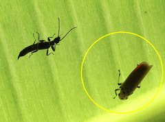 Bothrogonia ferruginea