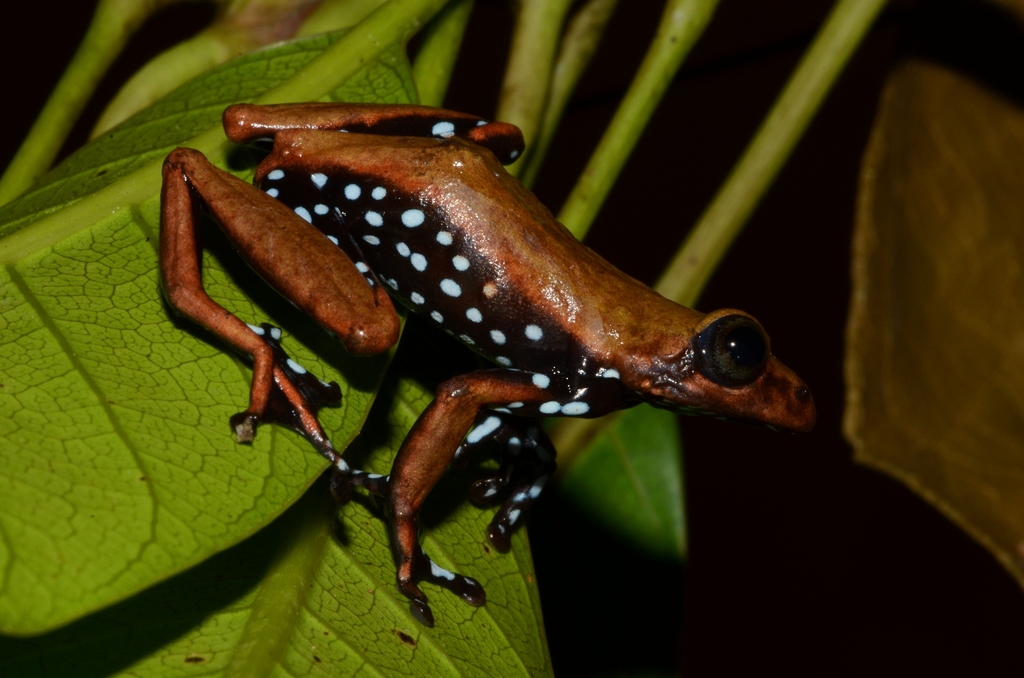 Leopard Reed Frog